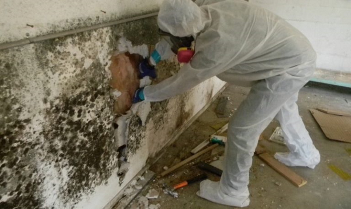 black mold removal